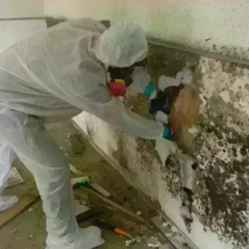 Mold Remediation and Removal in Livonia, MI